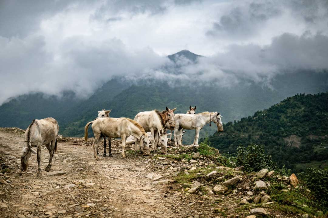 Nepal