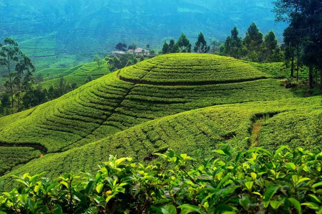 Srilanka-3