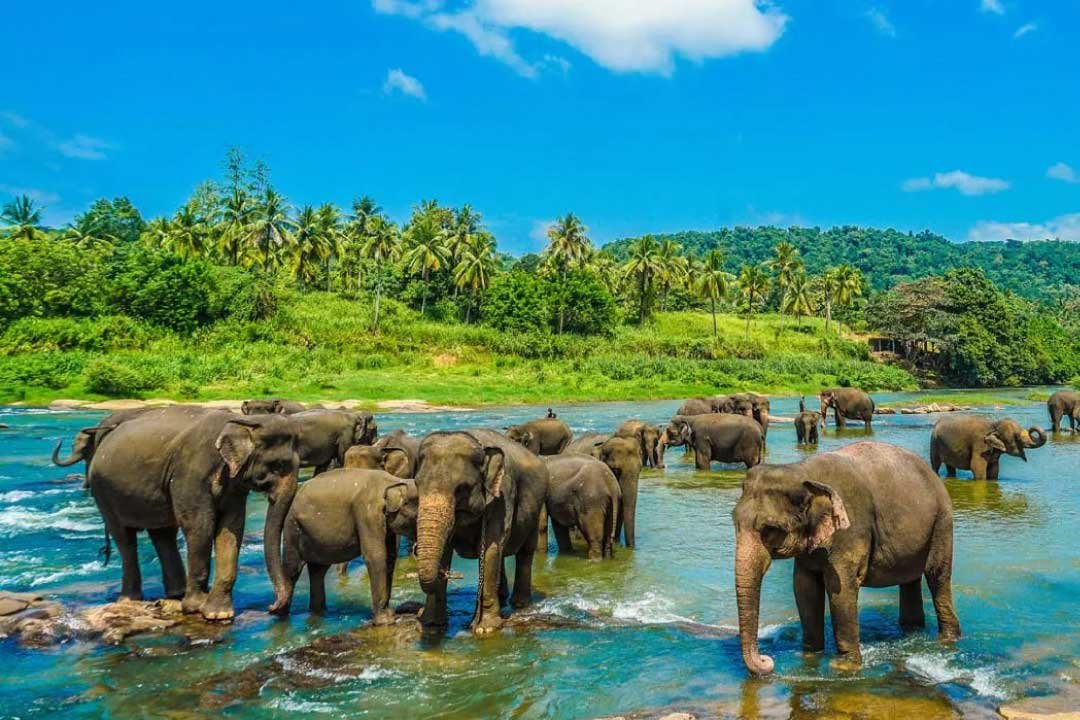 Srilanka-6